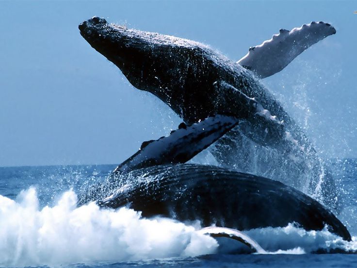 Mirissa Whale Watching Tour