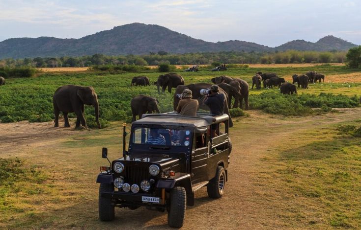 Yala National Park Safari Tour