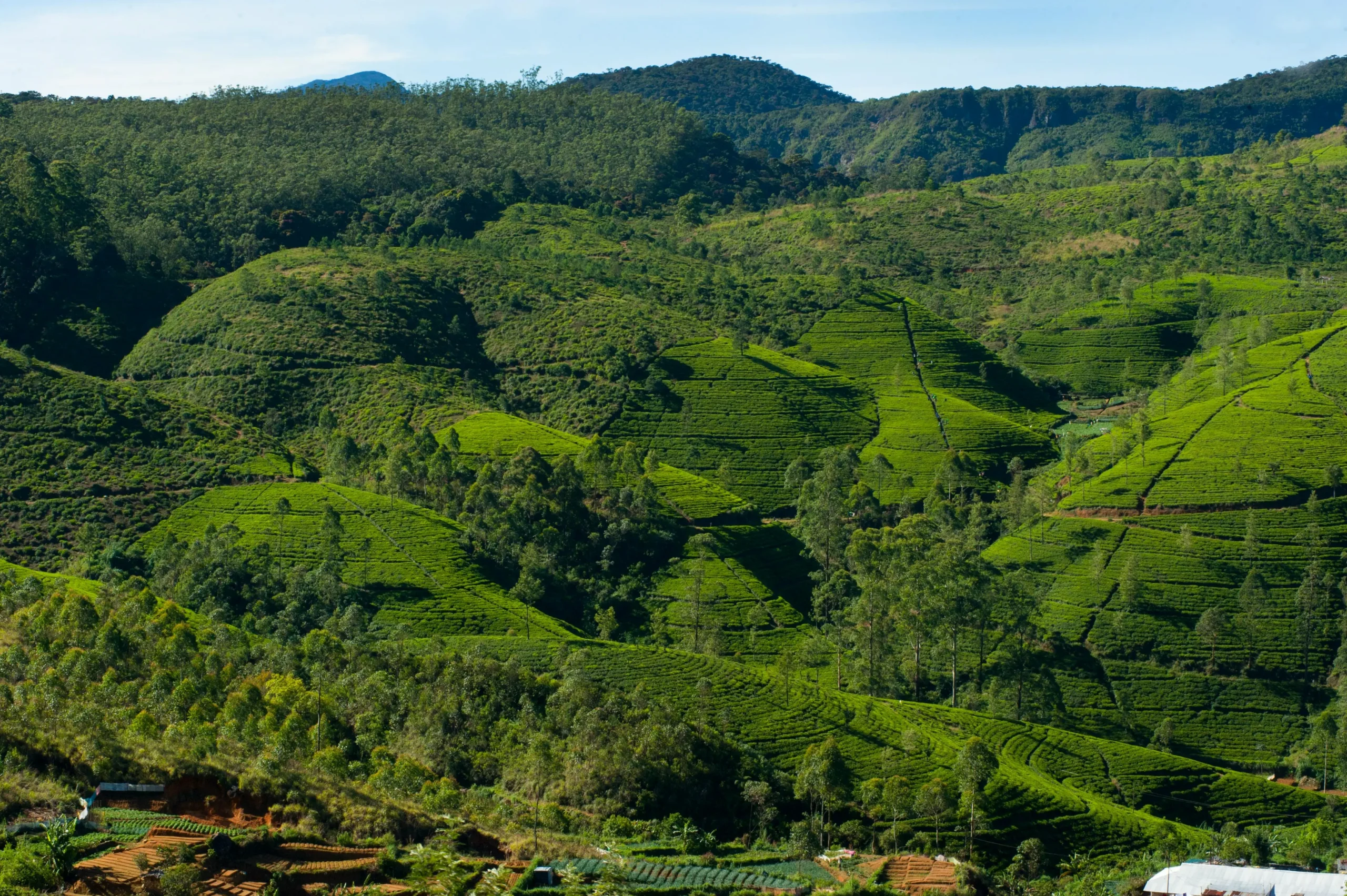 Nuwara Eliya Tea Country Tour